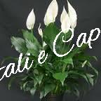Leggi tutto: Pianta fiorita di Spathiphilium bianco